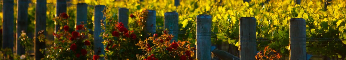 Vini della Nuova Zelanda