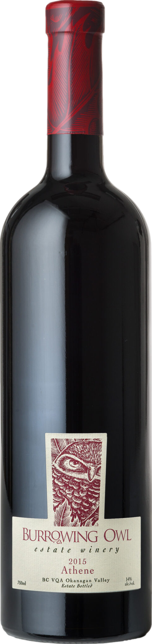 Burrowing Owl Athene 2019