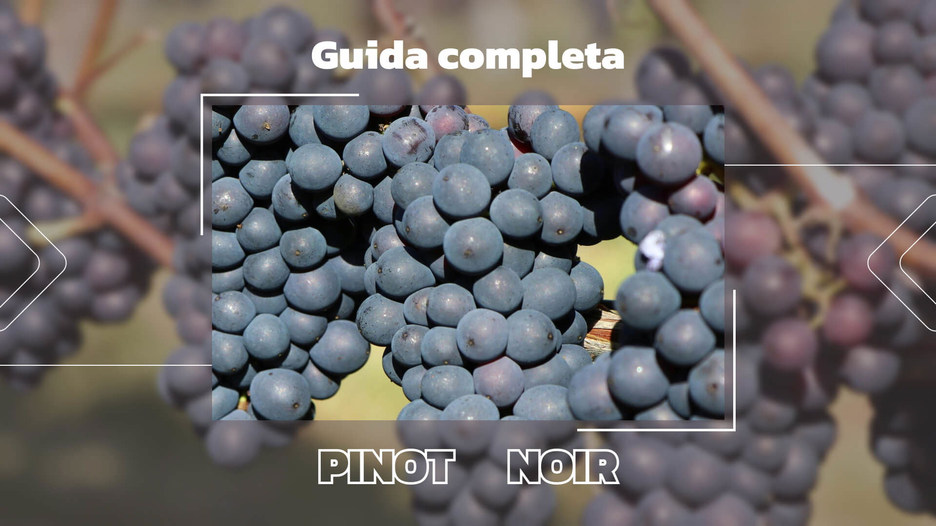 L'uva Pinot Nero: Una guida completa