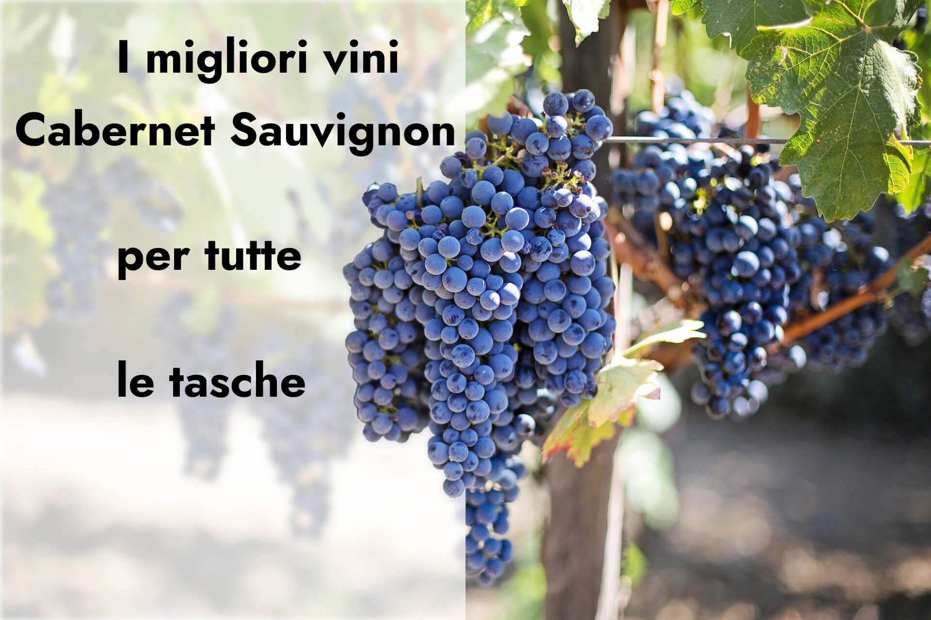 La guida definitiva al Cabernet Sauvignon per tutte le tasche