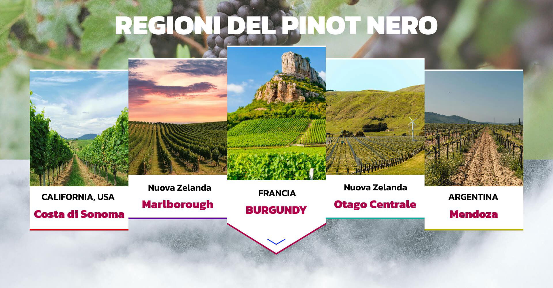 REGIONI DEL PINOT NERO