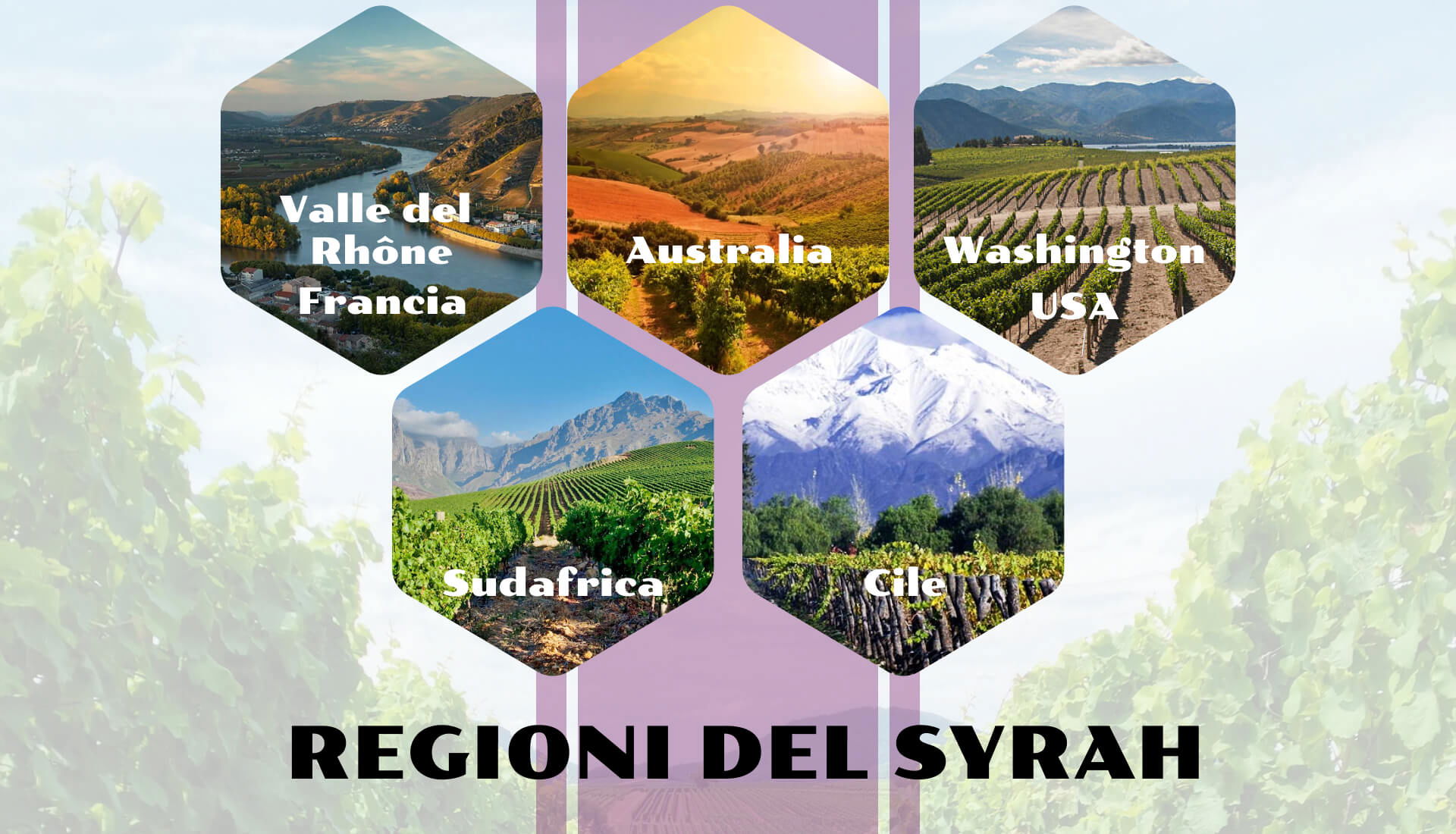 REGIONI DEL SYRAH