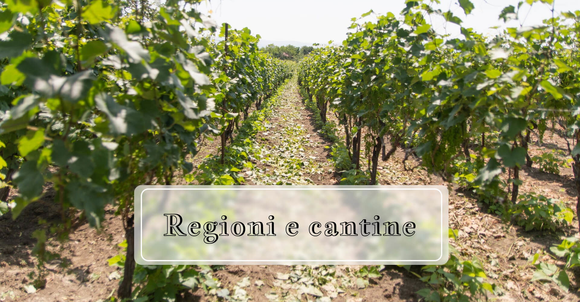 Regioni e cantine