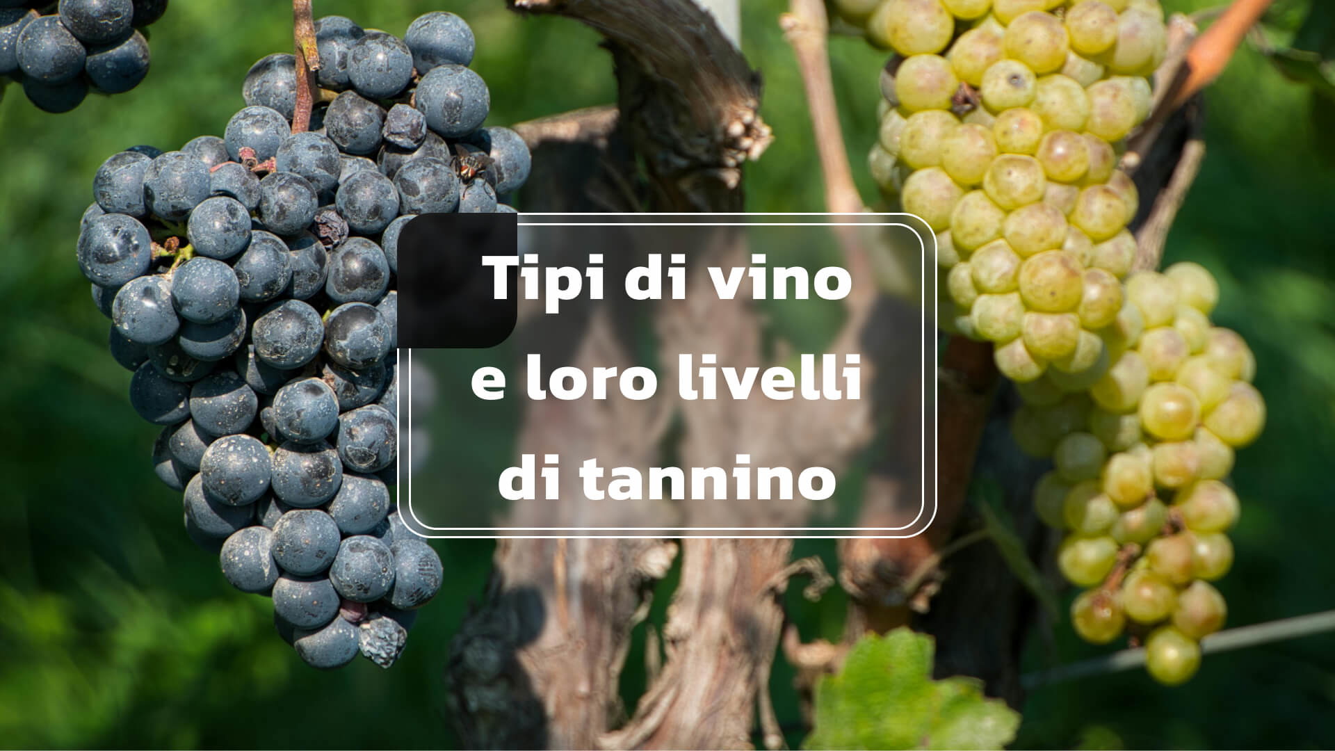 Tipi di vino e loro livelli di tannino