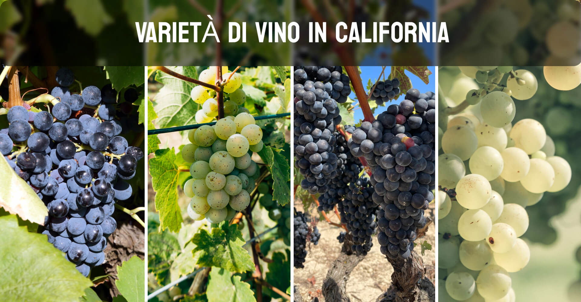 VARIETÀ DI VINO IN CALIFORNIA